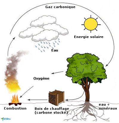 /cycle-combustion-bois-photosynthese-absorption-co2-arbres