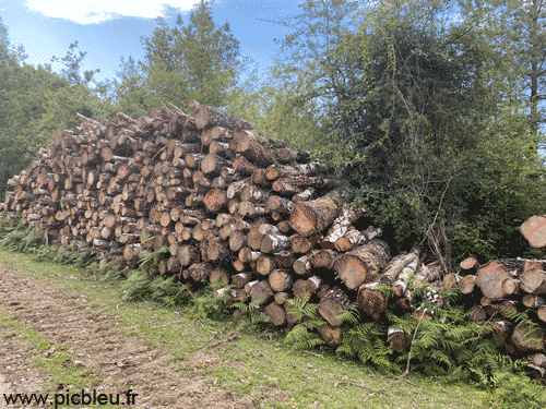 troncs-arbres-coupés-forêt-française-pillée-par-la-Chine