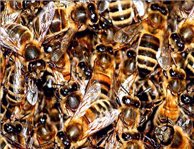 essaim-abeilles.png
