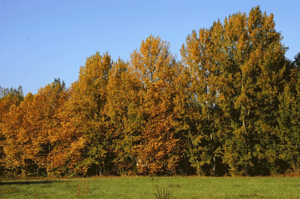 foret-arbres-capture-co2