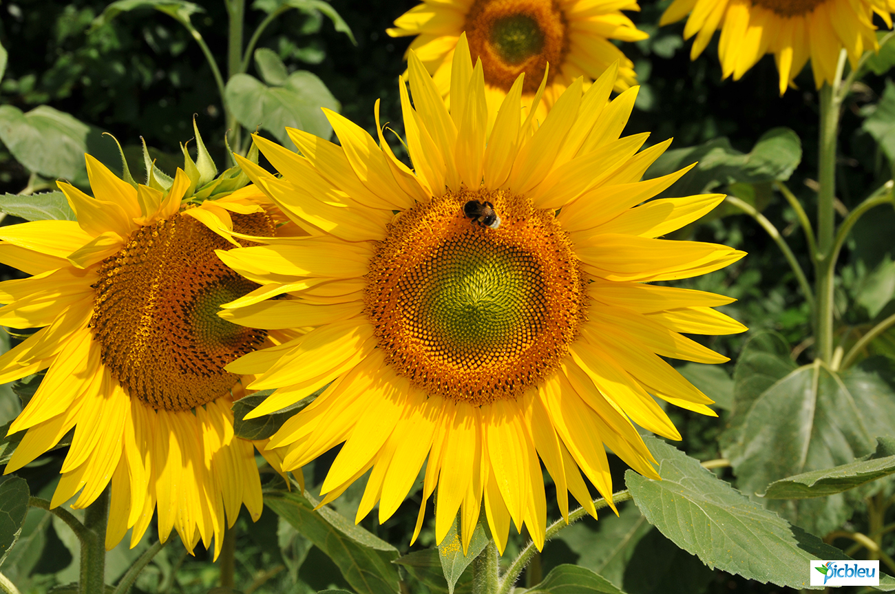 Abeille en danger sur tournesol traité par pesticide Photo Picbleu.jpg