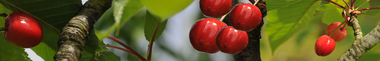 Cerises bio