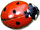 Coccinelle-encyclopedie-habitat-durable-picbleu