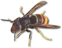 Frelon-asiatique-destructeur-abeilles