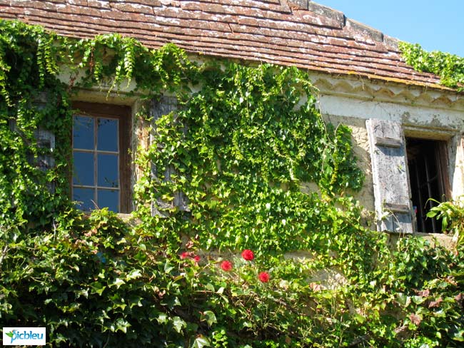 maison-ancienne-rénovation-lierre-façade