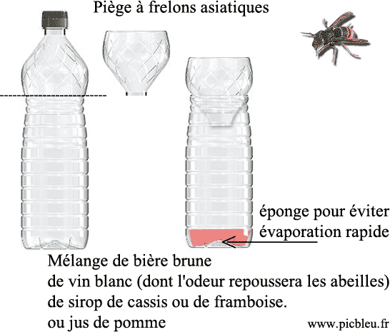 piege-a-frelon-asiatique-bouteille-plastique